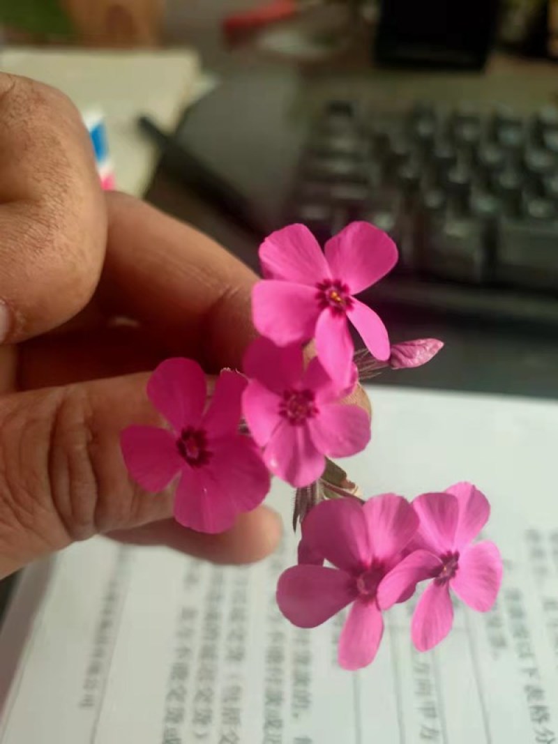 丛生福禄考大量批发宿根福禄考供应基地量大从优