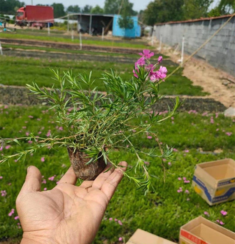 丛生福禄考大量批发宿根福禄考供应基地量大从优