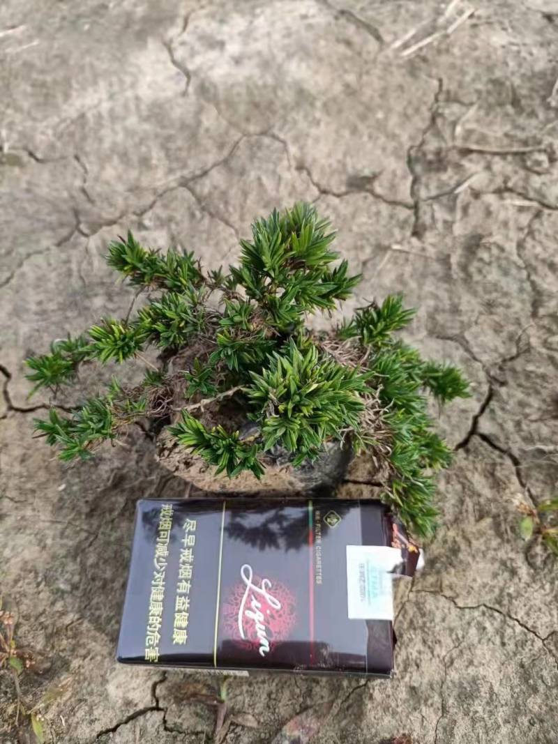 丛生福禄考大量批发宿根福禄考供应基地量大从优