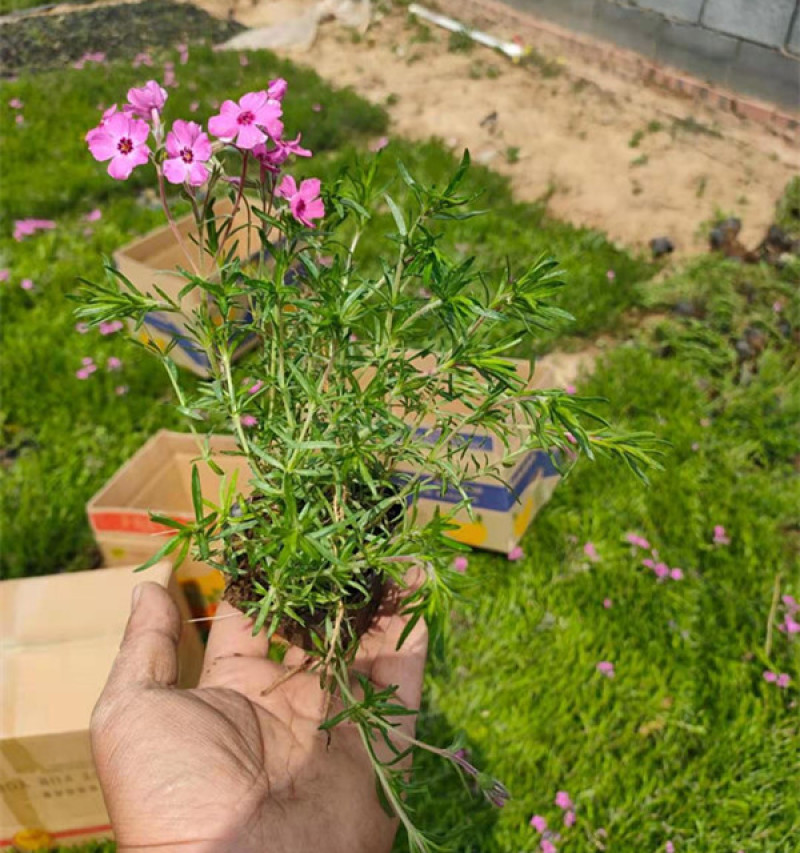 针叶天蓝绣球工程苗基地种苗供应山东针叶天蓝绣球