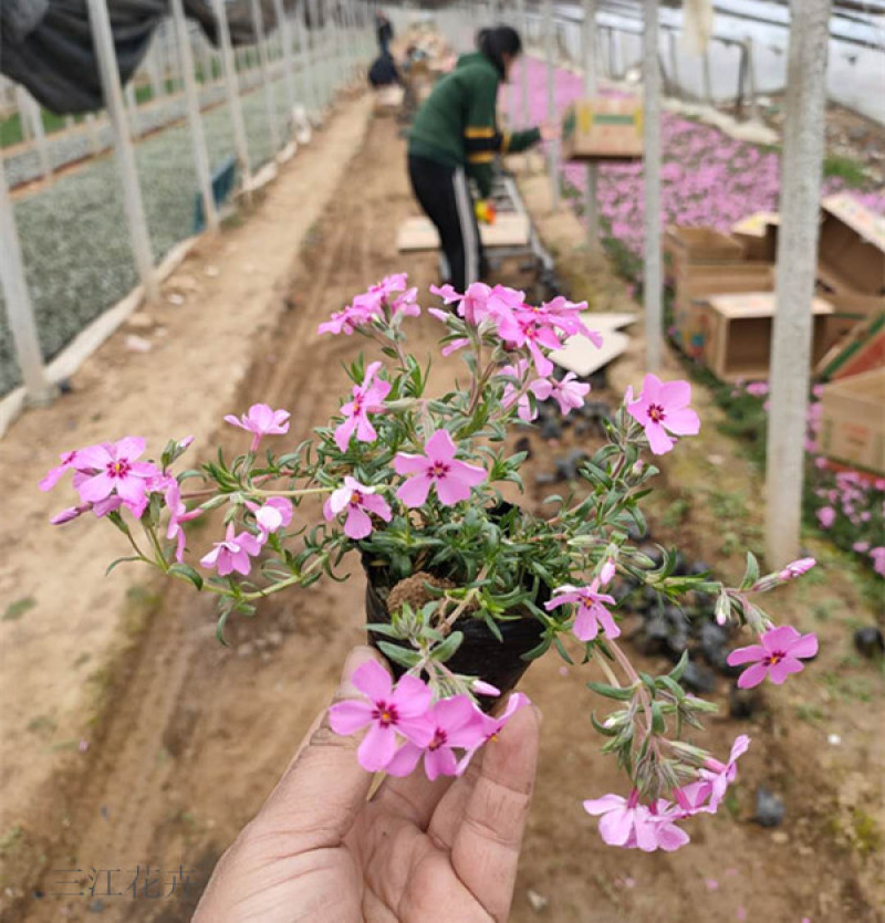 针叶天蓝绣球工程苗基地种苗供应山东针叶天蓝绣球