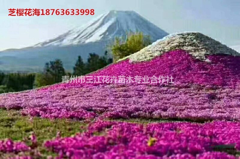 针叶天蓝绣球工程苗基地种苗供应山东针叶天蓝绣球