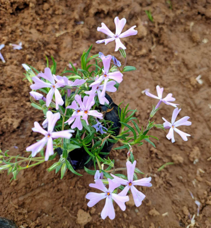 芝樱小苗庭院绿化观赏芝樱苗花海种苗基地
