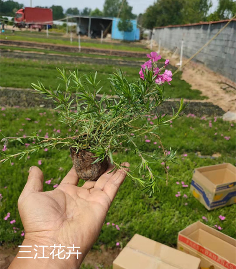 芝樱小苗庭院绿化观赏芝樱苗花海种苗基地