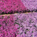 芝樱小苗庭院绿化观赏芝樱苗花海种苗基地