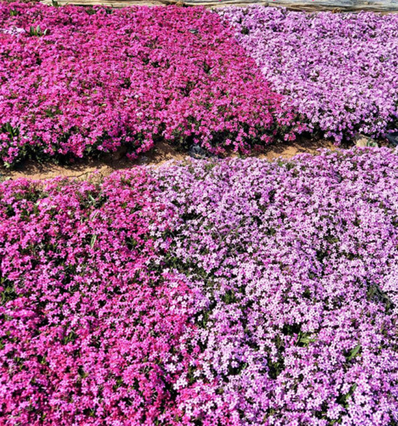 芝樱小苗庭院绿化观赏芝樱苗花海种苗基地