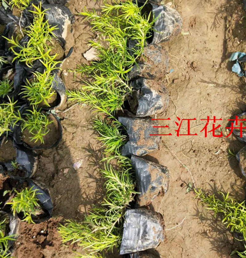 芝樱小苗庭院绿化观赏芝樱苗花海种苗基地