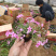 芝樱小苗庭院绿化观赏芝樱苗花海种苗基地