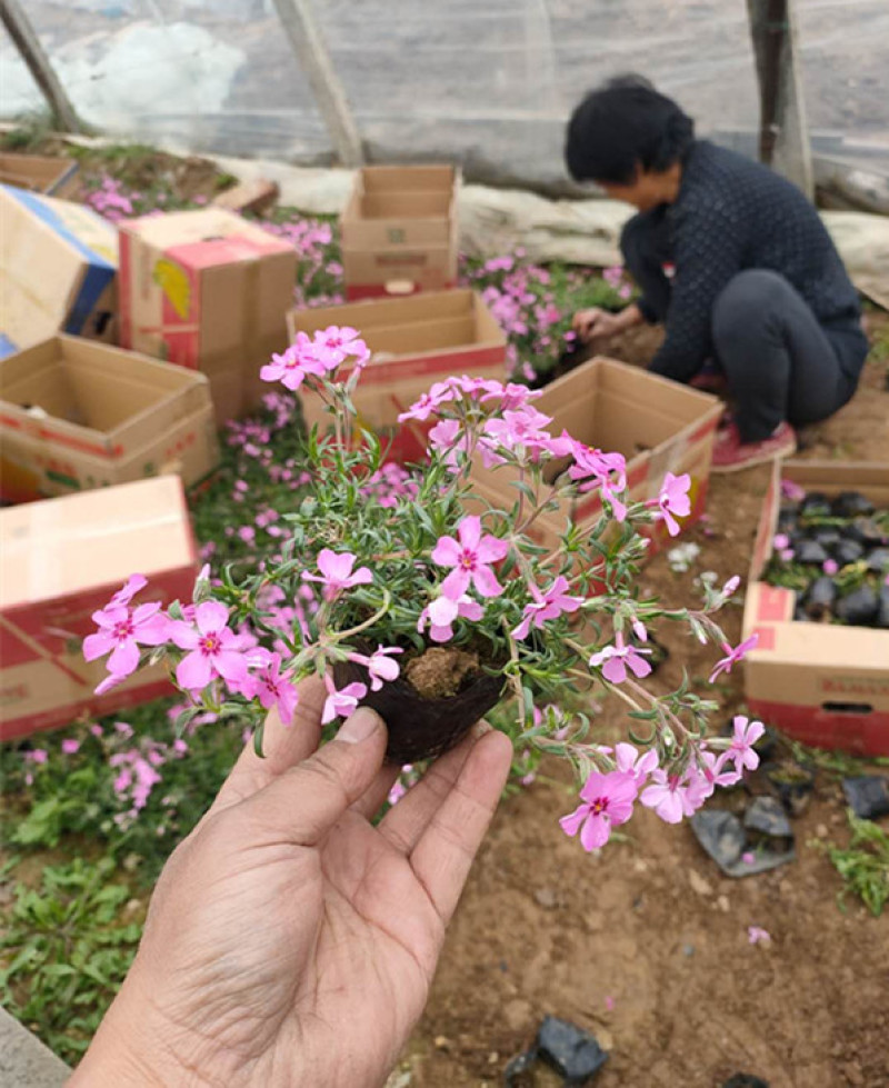 芝樱小苗庭院绿化观赏芝樱苗花海种苗基地