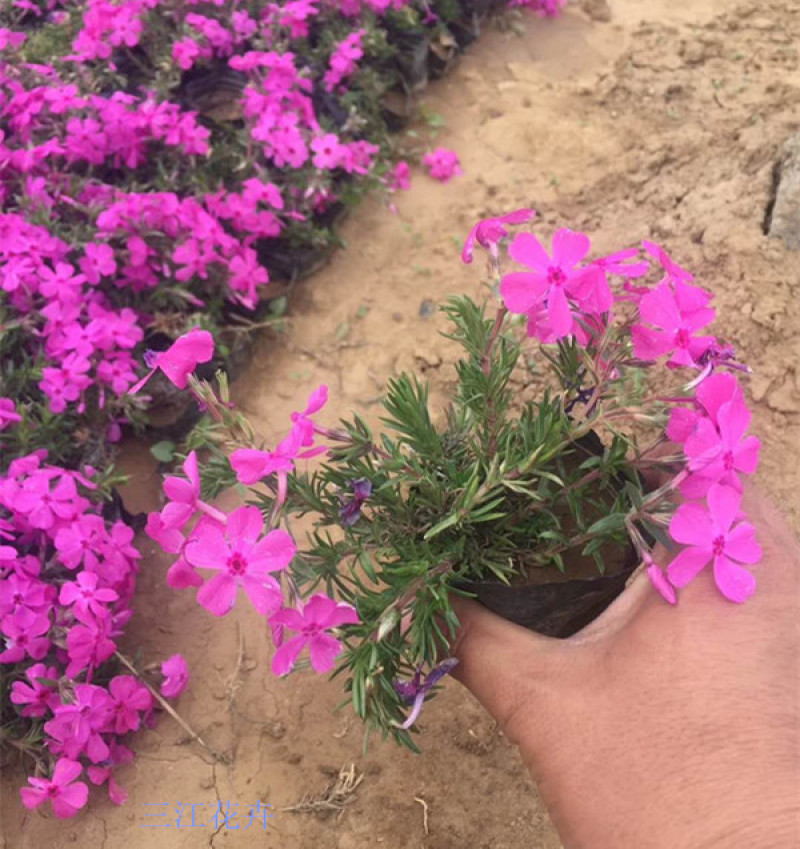 芝樱小苗庭院绿化观赏芝樱苗花海种苗基地