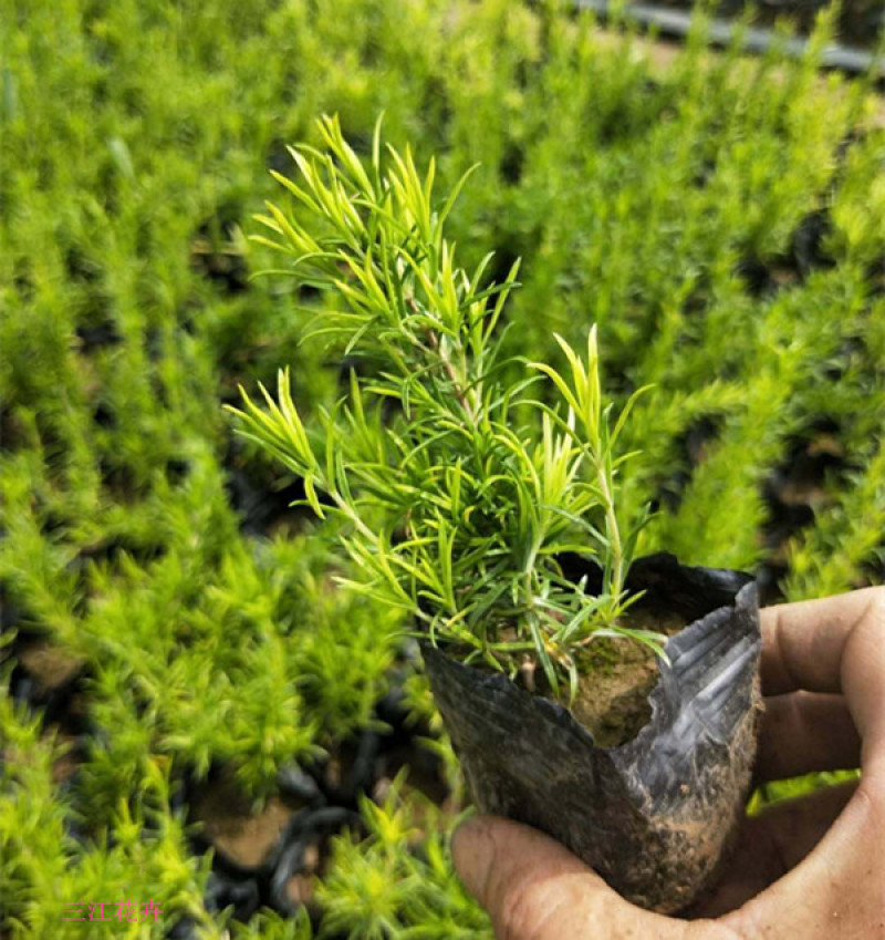 芝樱小苗庭院绿化观赏芝樱苗花海种苗基地