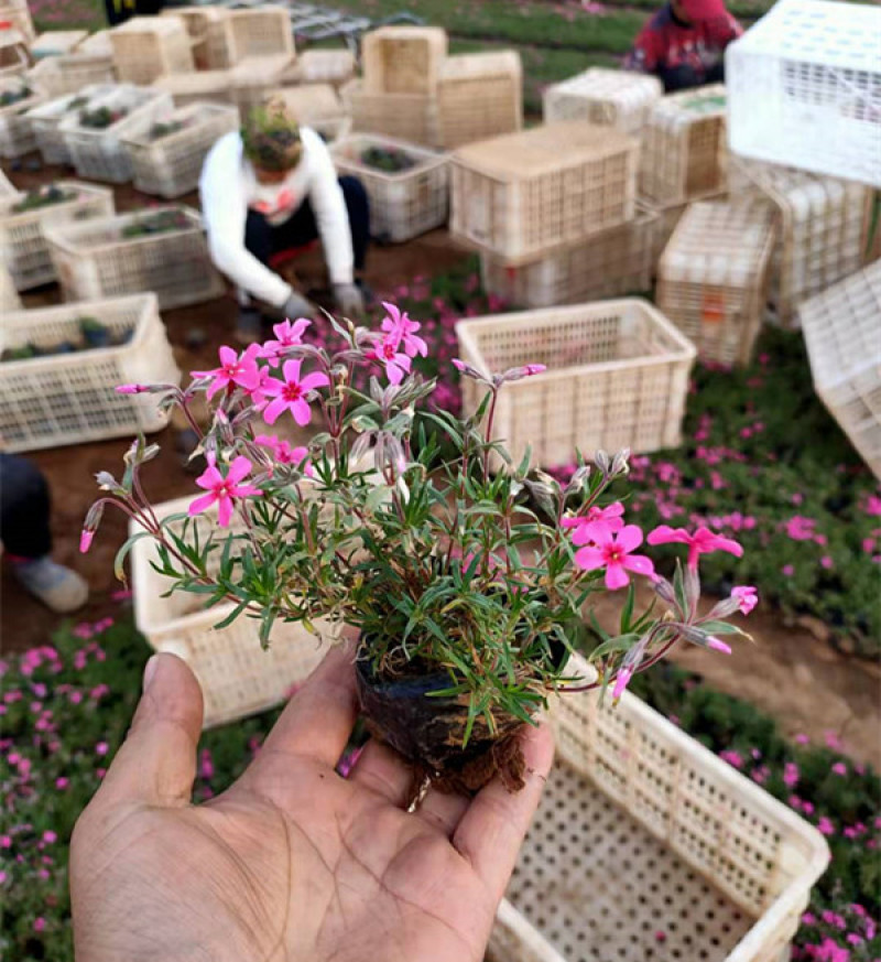 芝樱小苗庭院绿化观赏芝樱苗花海种苗基地