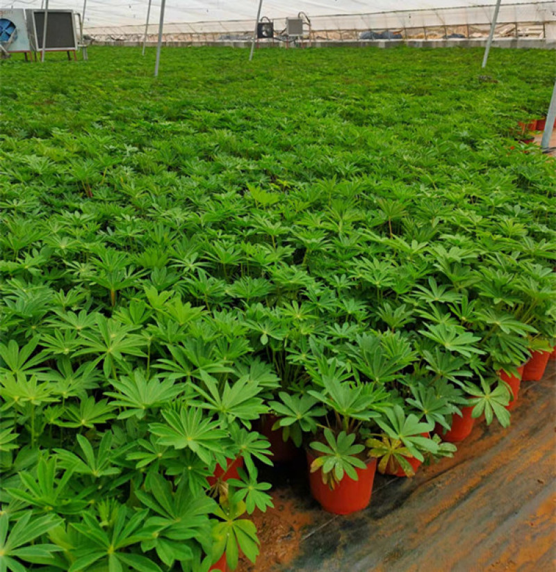 鲁冰花杯苗花序挺拔鲁冰花小苗耐旱鲁冰花工程苗