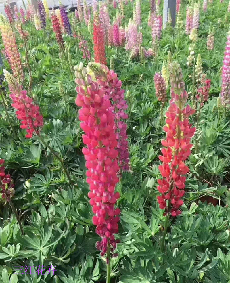 鲁冰花杯苗花序挺拔鲁冰花小苗耐旱鲁冰花工程苗