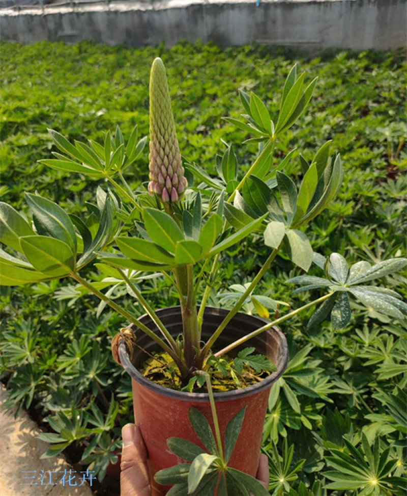 鲁冰花杯苗花序挺拔鲁冰花小苗耐旱鲁冰花工程苗