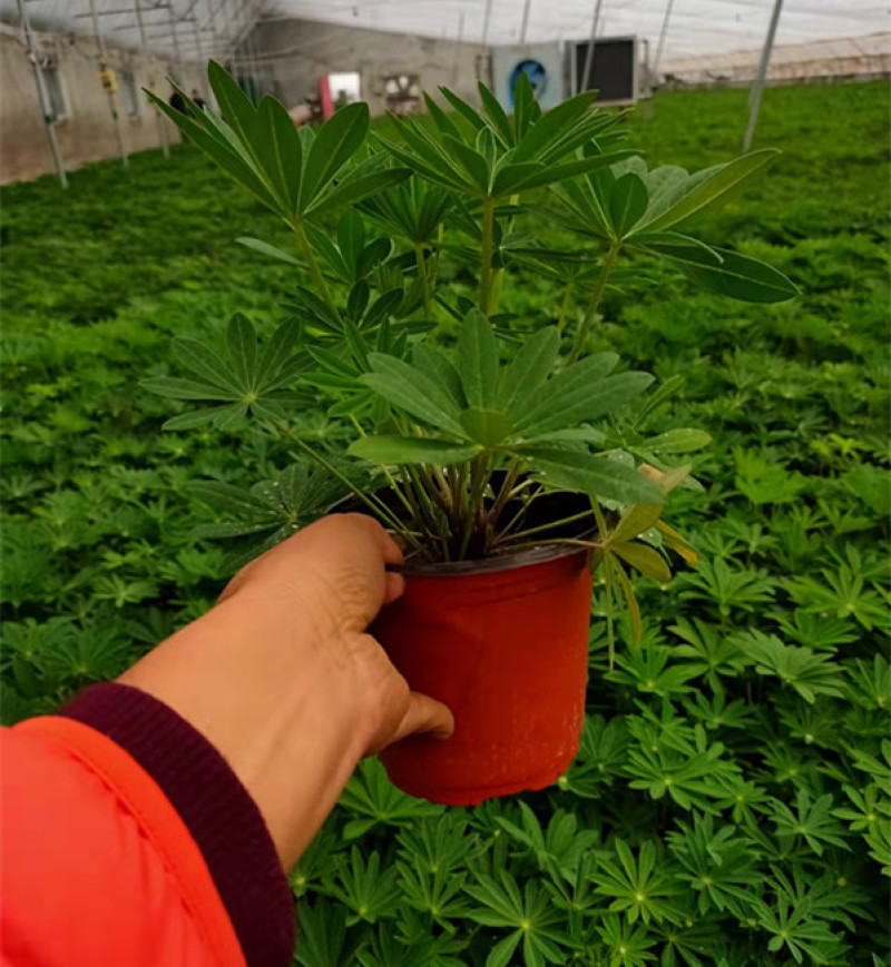鲁冰花杯苗花序挺拔鲁冰花小苗耐旱鲁冰花工程苗