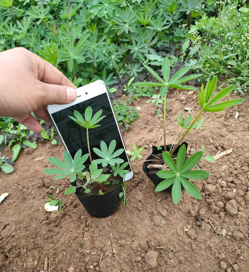 羽扇豆批发羽扇豆价格羽扇豆基地耐寒宿根花卉产地