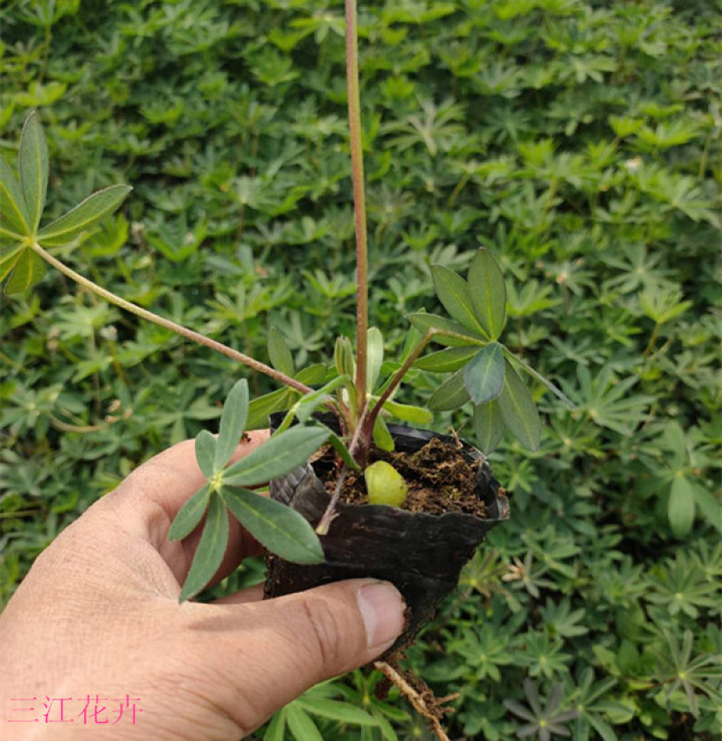 羽扇豆批发羽扇豆价格羽扇豆基地耐寒宿根花卉产地