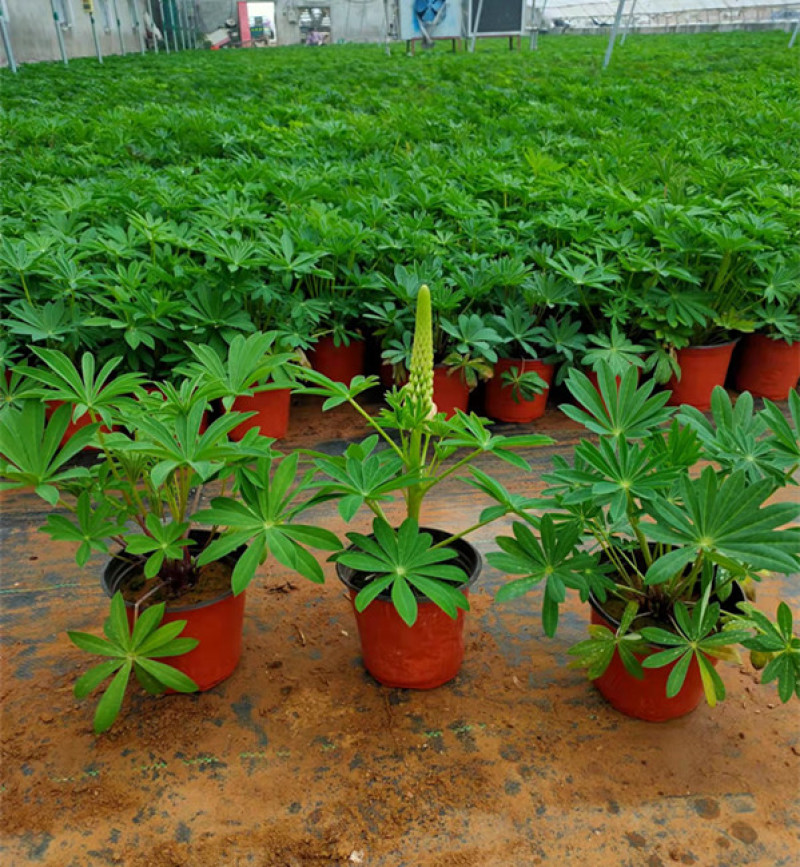 羽扇豆批发羽扇豆价格羽扇豆基地耐寒宿根花卉产地