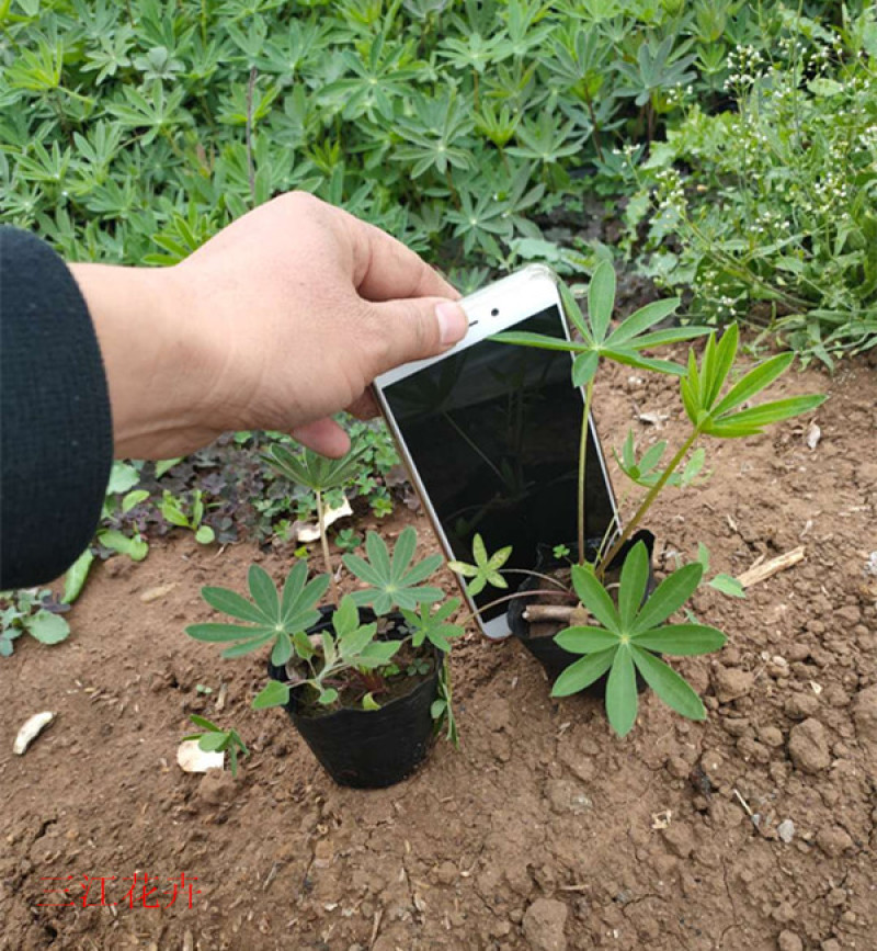 羽扇豆批发羽扇豆价格羽扇豆基地耐寒宿根花卉产地