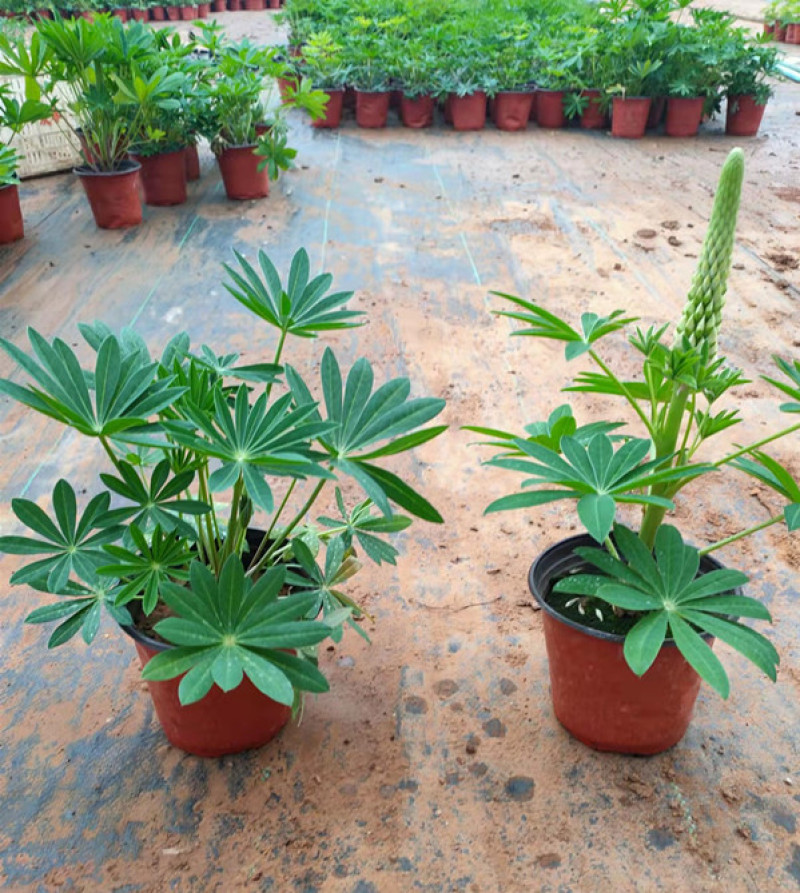 羽扇豆批发羽扇豆价格羽扇豆基地耐寒宿根花卉产地