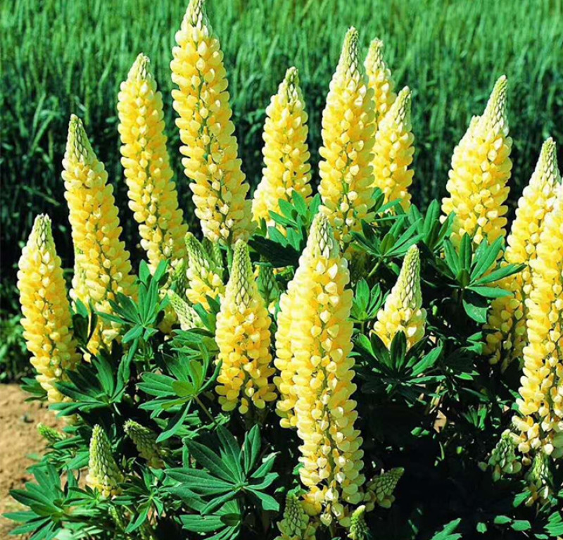 羽扇豆批发羽扇豆价格羽扇豆基地耐寒宿根花卉产地