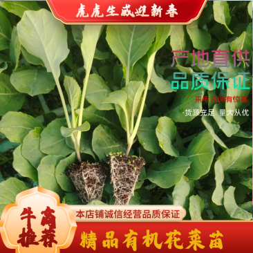 精品花菜苗，松花菜苗，货源充足，品质保证，欢迎选购