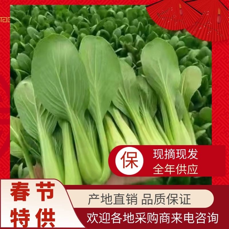 【油菜】江苏精品上海青全国供应【商超品质】欢迎选购