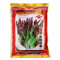 红油麦菜种子火锅蔬菜种植容易叶菜花紫色生长迅速春夏播种春