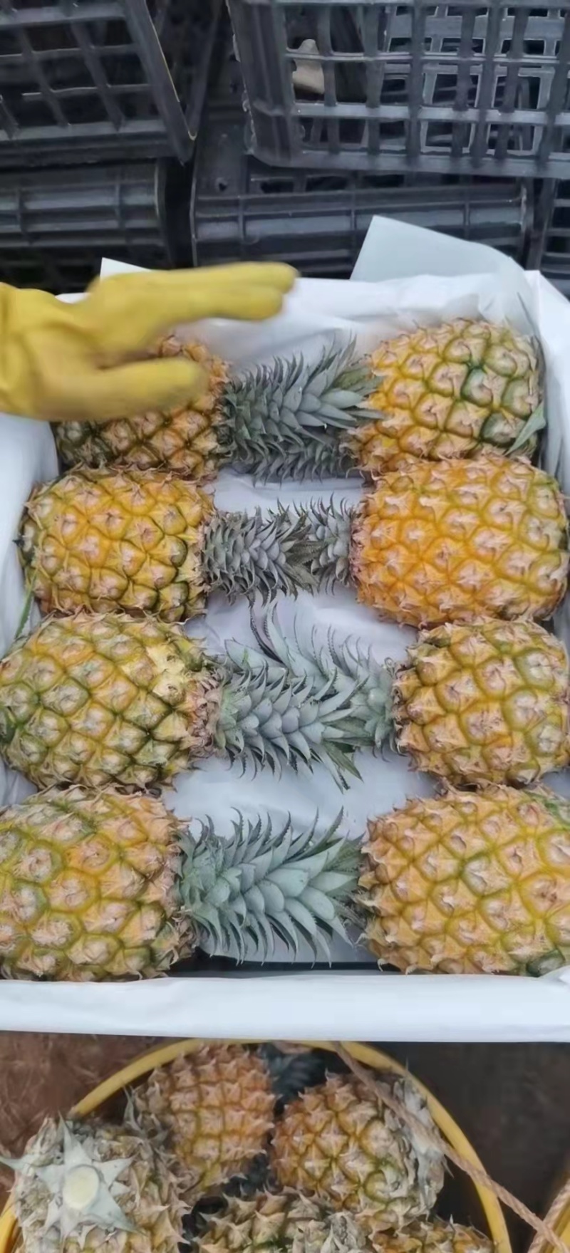 【现摘现发】广东菠萝徐闻菠萝甜度高饱满多汁欢迎电联