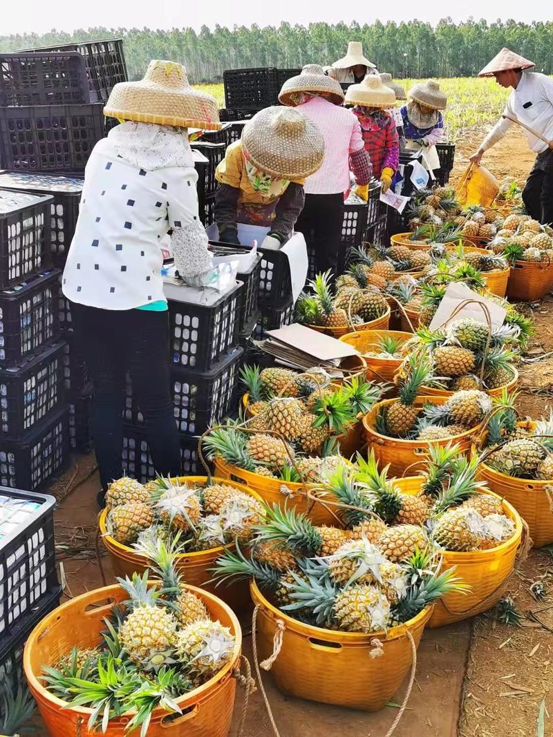 广东徐闻菠萝泰国小菠萝香水菠萝海南菠萝品种齐全