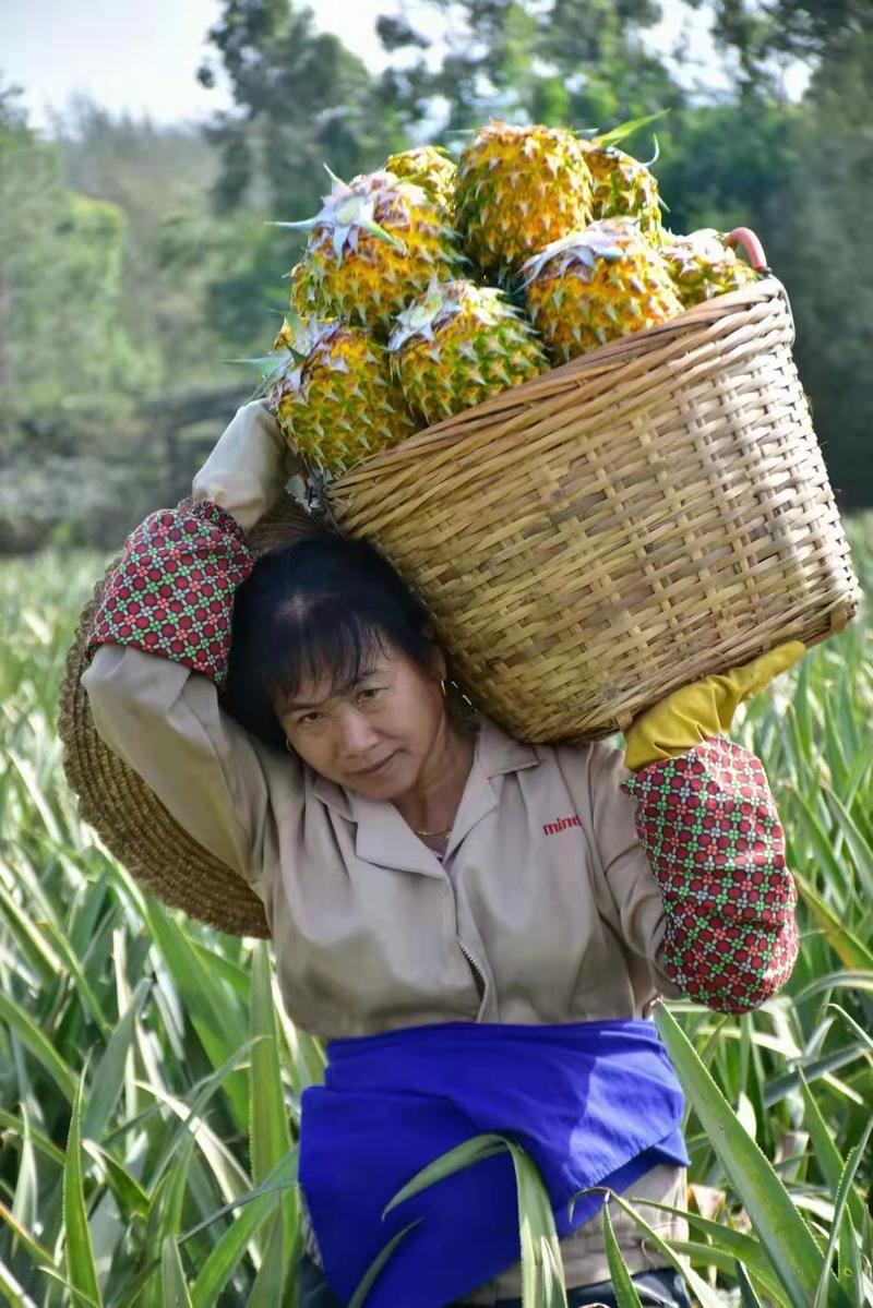 广东徐闻菠萝泰国小菠萝香水菠萝海南菠萝品种齐全