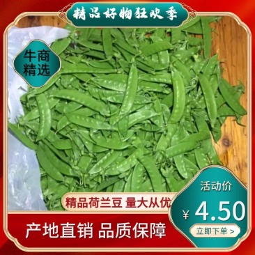 荷兰豆产地新鲜采摘,实时按要求包装直发,欢迎真诚合作