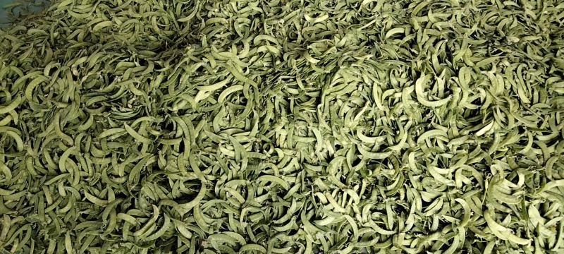 荷兰豆产地新鲜采摘，实时按要求包装直发，欢迎真诚合作