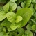 大叶木耳菜种子苗落葵小青菜耐高温高湿春夏四季阳台盆栽蔬菜