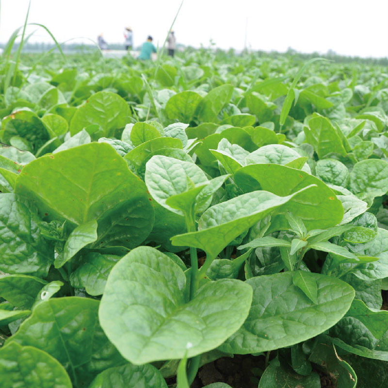 大叶木耳菜种子苗落葵小青菜耐高温高湿春夏四季阳台盆栽蔬菜