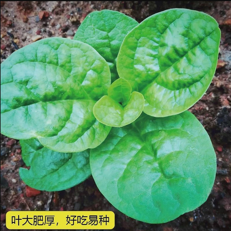 大叶木耳菜种子苗落葵小青菜耐高温高湿春夏四季阳台盆栽蔬菜