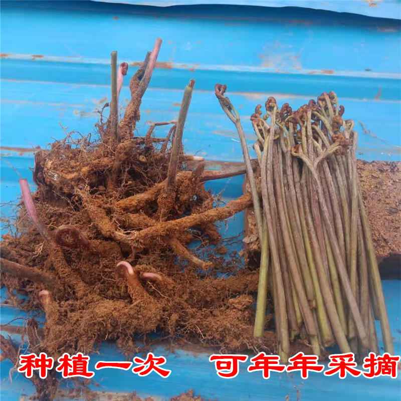 蕨菜种根，蕨菜种苗，现挖现发，春秋种植，耐热耐寒，多年生