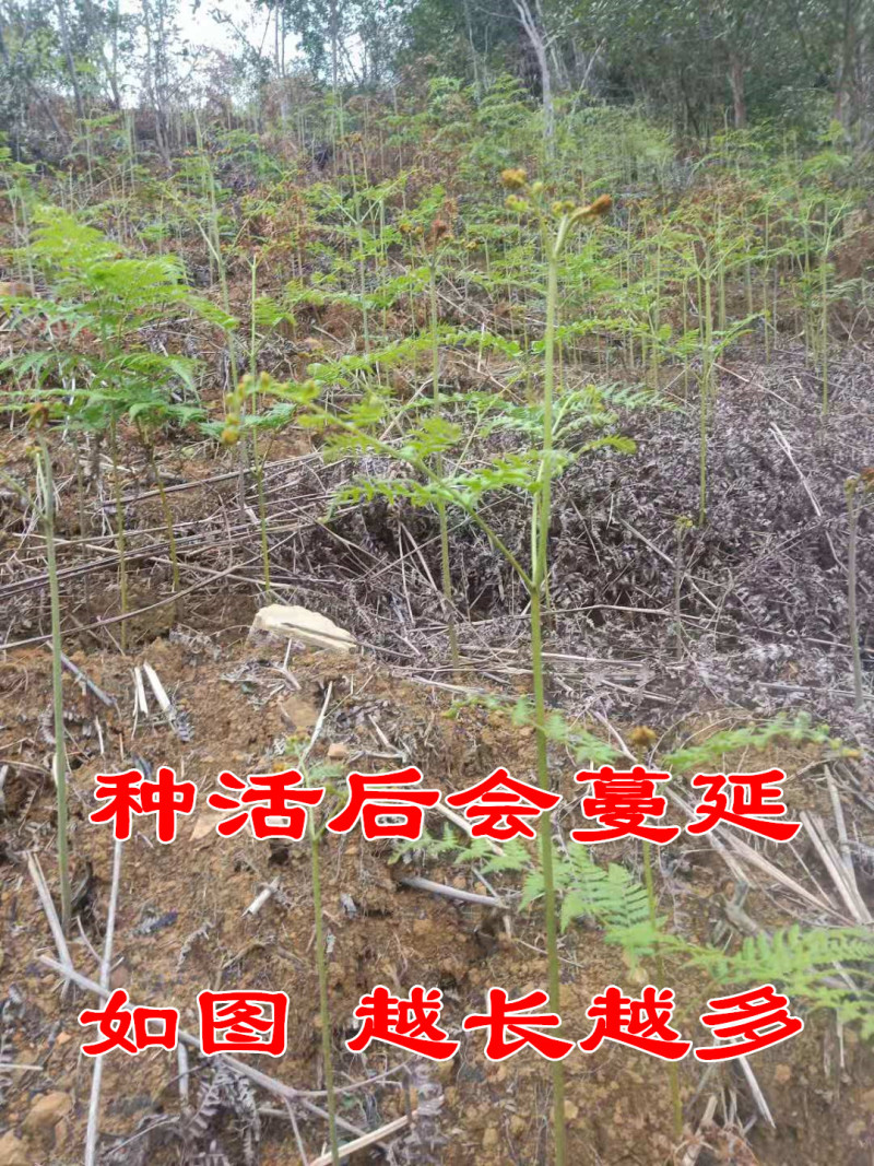 蕨菜种根蕨菜种苗现挖现发春秋种植耐热耐寒多年生蔬菜种子