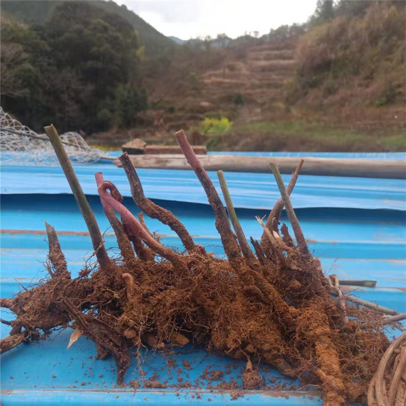 蕨菜种根蕨菜种苗现挖现发春秋种植耐热耐寒多年生蔬菜种子