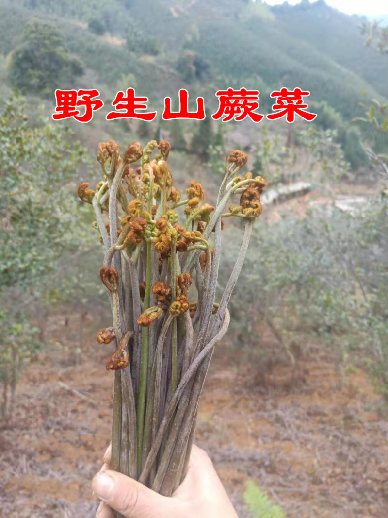 蕨菜种根蕨菜种苗现挖现发春秋种植耐热耐寒多年生蔬菜种子