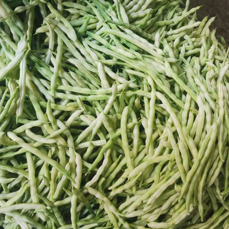 芸豆种子龙泉307芸豆种九粒白早熟抗病高产春秋芸豆豆角耔