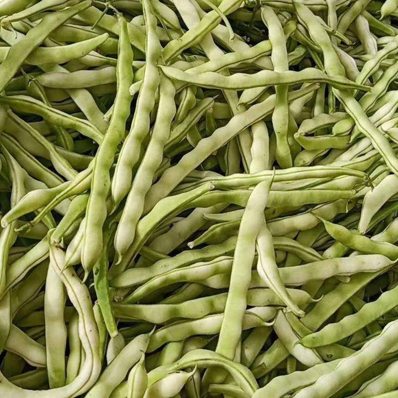 芸豆种子龙泉307芸豆种九粒白早熟抗病高产春秋芸豆豆角耔