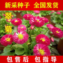【翠菊】翠菊种子，当年新种，颗粒饱满，全国发货