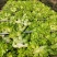 【牛商推荐】品质儿菜产地直销大量上市诚信商家