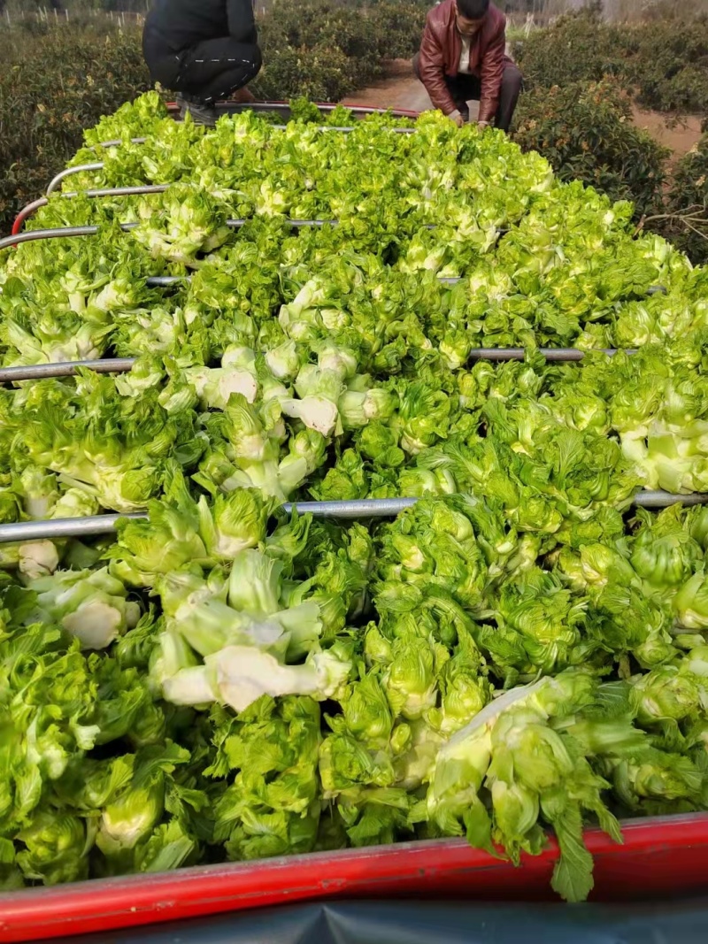 【牛商推荐】品质儿菜产地直销大量上市诚信商家