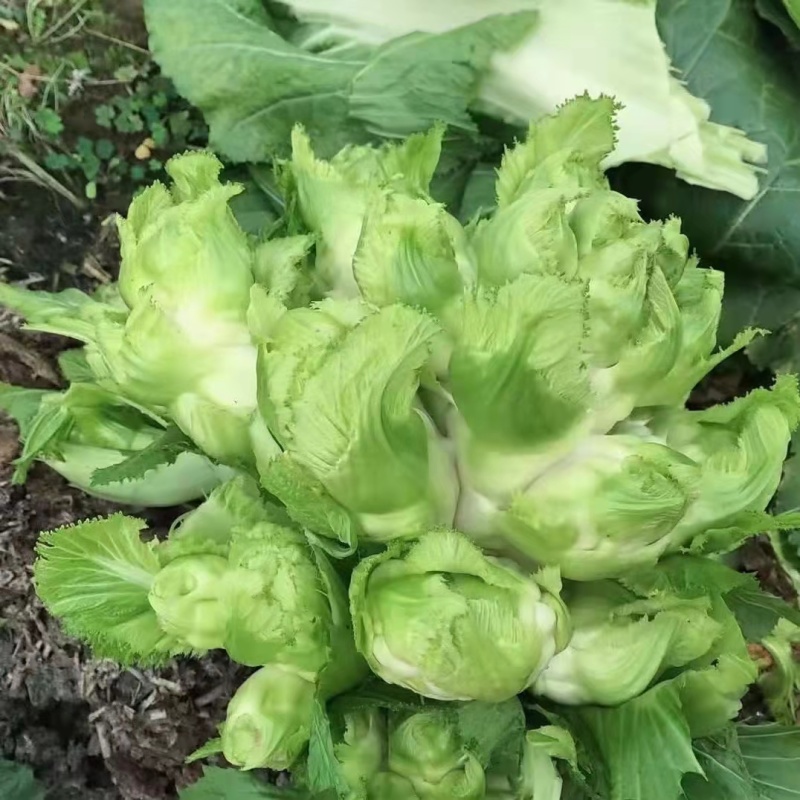 【牛商推荐】品质儿菜产地直销大量上市诚信商家