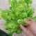 【牛商推荐】品质儿菜产地直销大量上市诚信商家