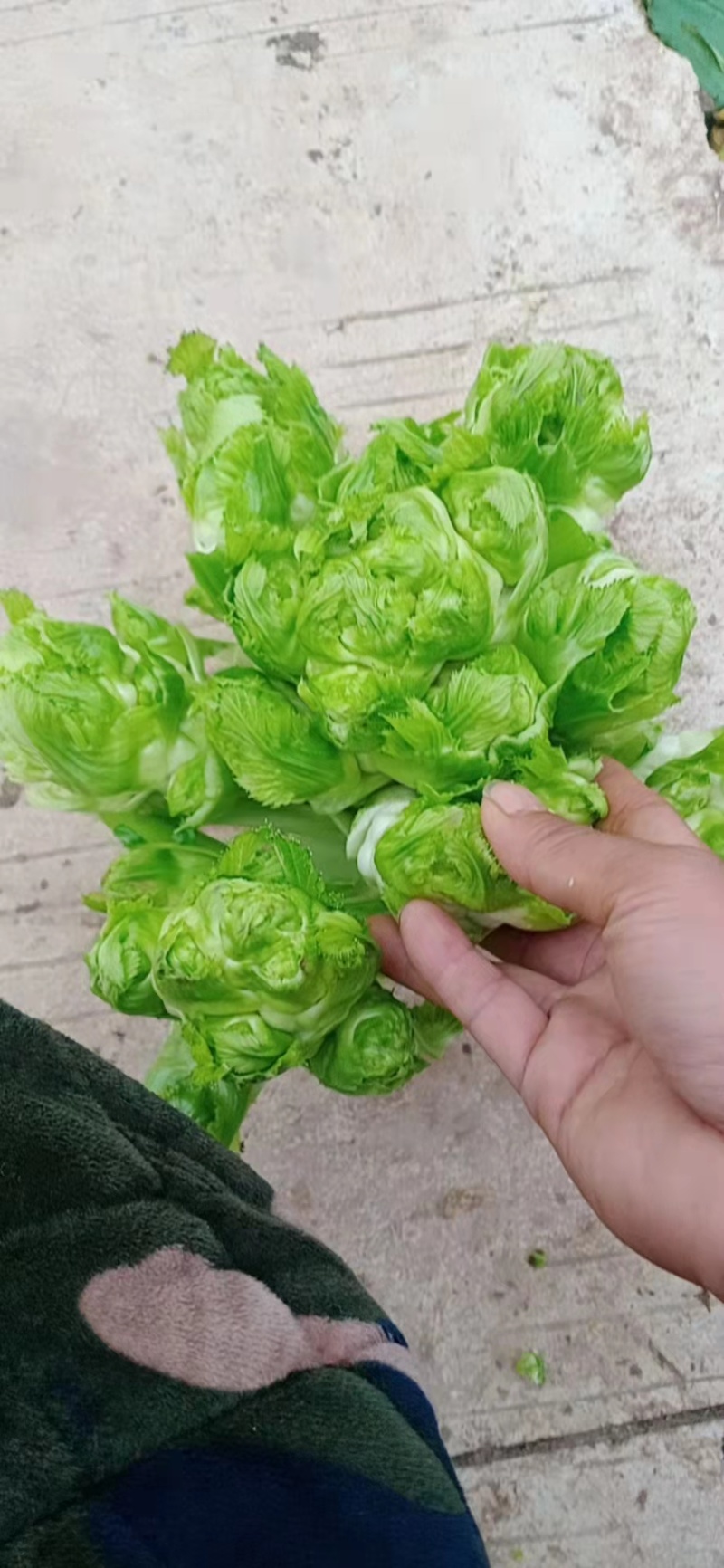 【牛商推荐】品质儿菜产地直销大量上市诚信商家