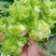 【牛商推荐】品质儿菜产地直销大量上市诚信商家